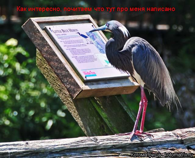 Котоматрица: Как интересно, почитаем что тут про меня написано