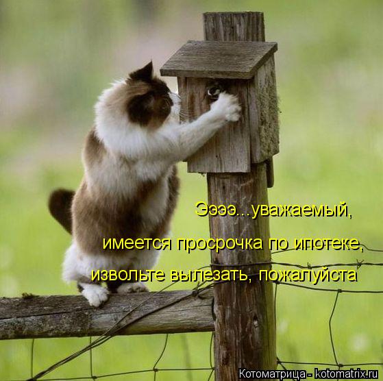 Котоматрица: Ээээ...уважаемый, имеется просрочка по ипотеке, извольте вылезать, пожалуйста