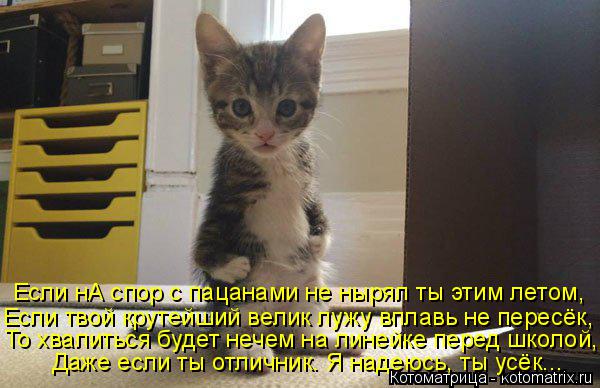Если нА спор с пацанами не нырял ты этим летом, Если твой крутейший велик лужу вплавь не пересёк, То ... Котоматрица: Если нА спор с пацанами не нырял ты этим летом, Если твой крутейший велик лужу вплавь не пересёк, То хвалиться будет нечем на линейке перед ш