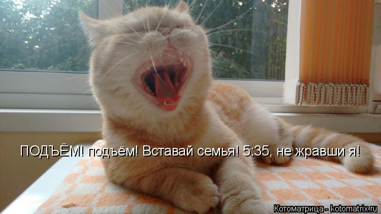 Котоматрица: ПОДЪЁМ! подъём! Вставай семья! 5:35, не жравши я!