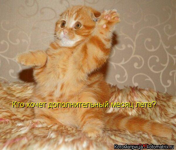 Котоматрица: Кто хочет дополнительный месяц лета?