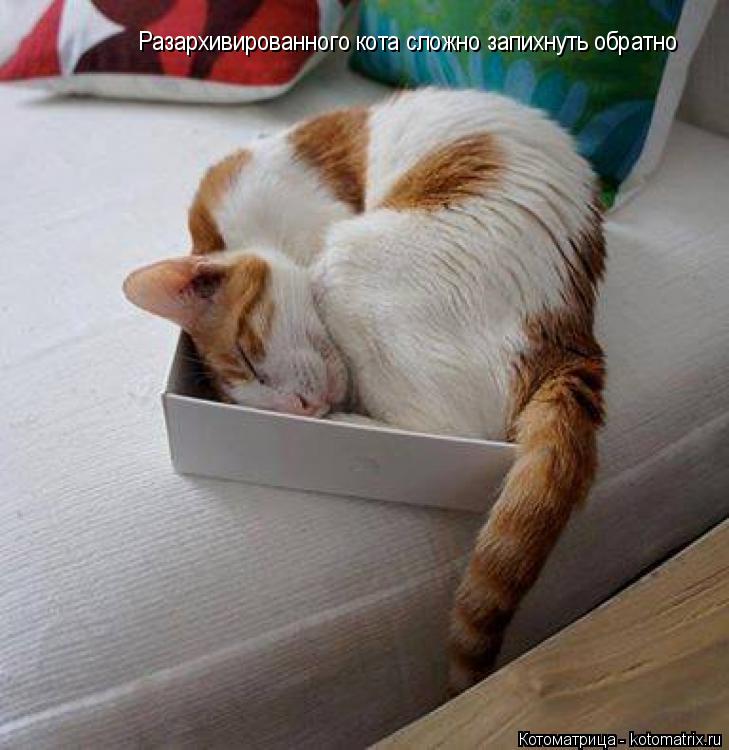 Котоматрица: Разархивированного кота сложно запихнуть обратно