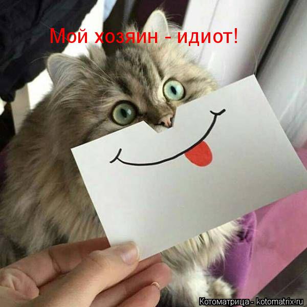 Котоматрица: Мой хозяин - идиот!