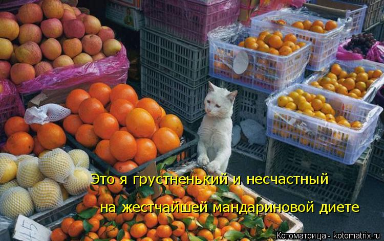 Котоматрица: Это я грустненький и несчастный  на жестчайшей мандариновой диете
