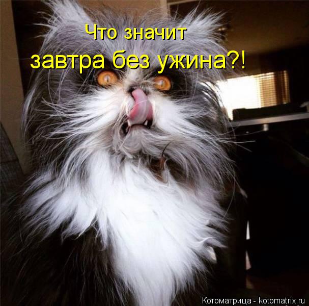 Котоматрица: Что значит завтра без ужина?!