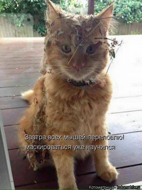 Котоматрица: маскироваться уже научился Завтра всех мышей переловлю!
