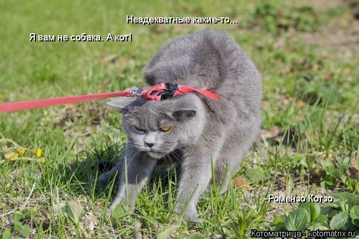 Котоматрица: Неадекватные какие-то... Я вам не собака. А кот! -Ромензо Котзо