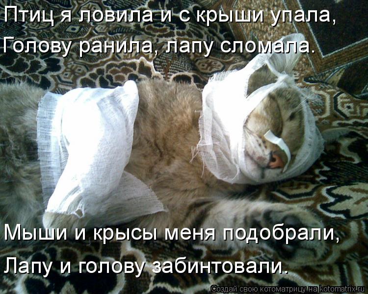 Котоматрица: Птиц я ловила и с крыши упала, Голову ранила, лапу сломала. Мыши и крысы меня подобрали, Лапу и голову забинтовали.