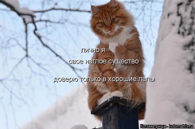 Котоматрица: лично я  свое наглое существо доверю только в хорошие лапы