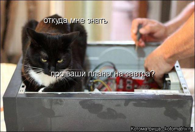 Котоматрица: откуда мне знать про ваши планы на завтра?