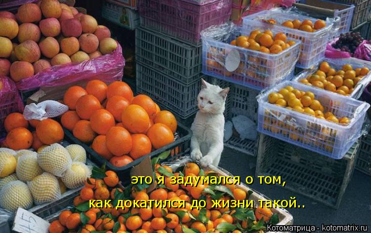 Котоматрица: это я задумался о том,  как докатился до жизни такой..