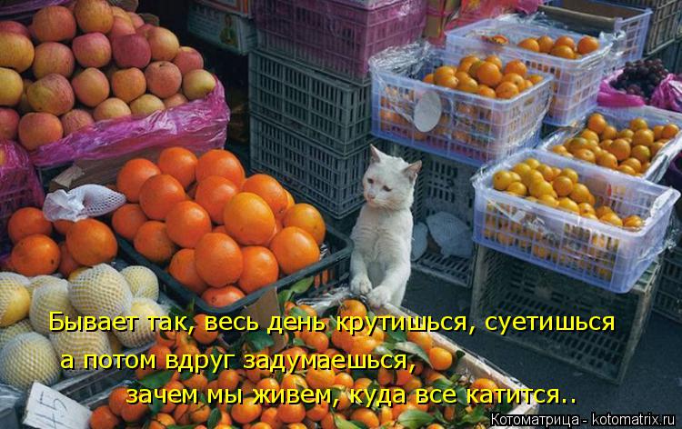 Котоматрица: Бывает так, весь день крутишься, суетишься  а потом вдруг задумаешься,  зачем мы живем, куда все катится..