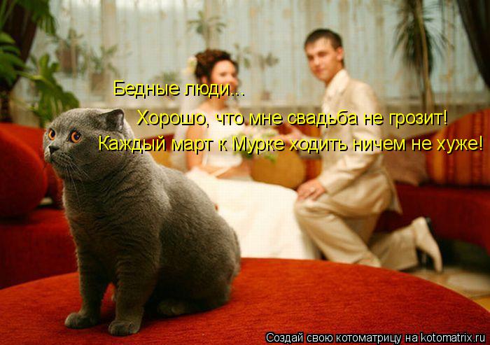 Котоматрица: Бедные люди... Хорошо, что мне свадьба не грозит! Каждый март к Мурке ходить ничем не хуже!