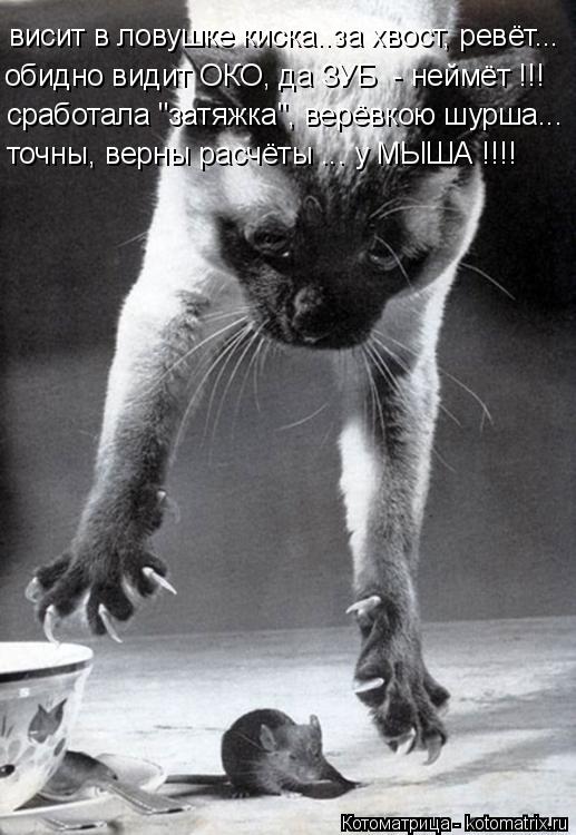 Котоматрица: висит в ловушке киска..за хвост, ревёт... обидно видит ОКО, да ЗУБ  - неймёт !!! сработала "затяжка", верёвкою шурша... точны, верны расчёты ... у МЫШ