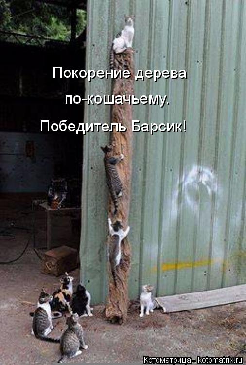 Котоматрица: Покорение дерева по-кошачьему. Победитель Барсик!