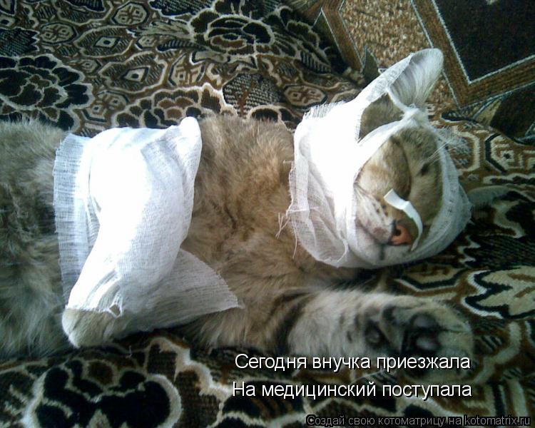 Котоматрица: Сегодня внучка приезжала На медицинский поступала