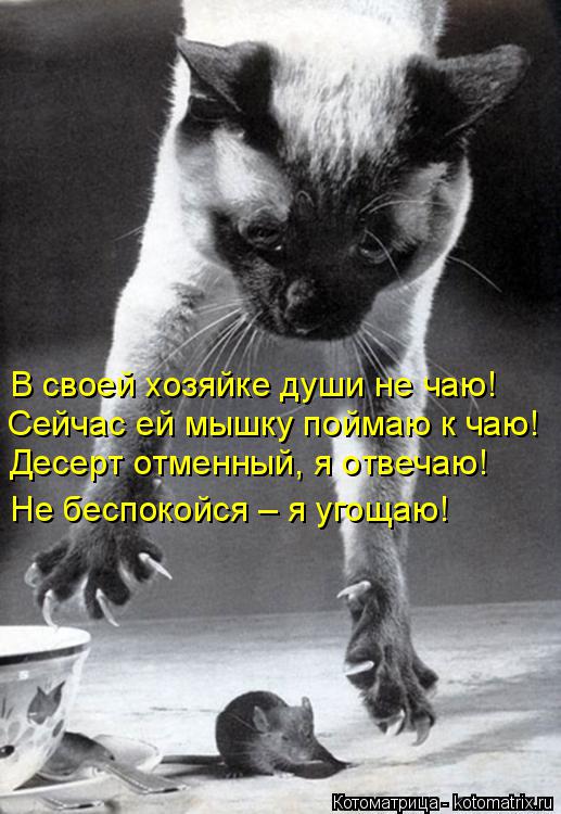 В своей хозяйке души не чаю! Сейчас ей мышку поймаю к чаю! Десерт отменный, я отвечаю! Не беспокойся ... Котоматрица: В своей хозяйке души не чаю! Сейчас ей мышку поймаю к чаю! Десерт отменный, я отвечаю! Не беспокойся – я угощаю!