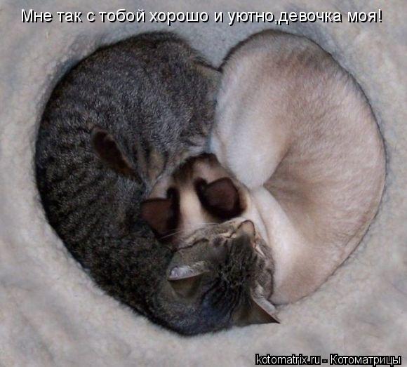 Котоматрица: Мне так с тобой хорошо и уютно,девочка моя!