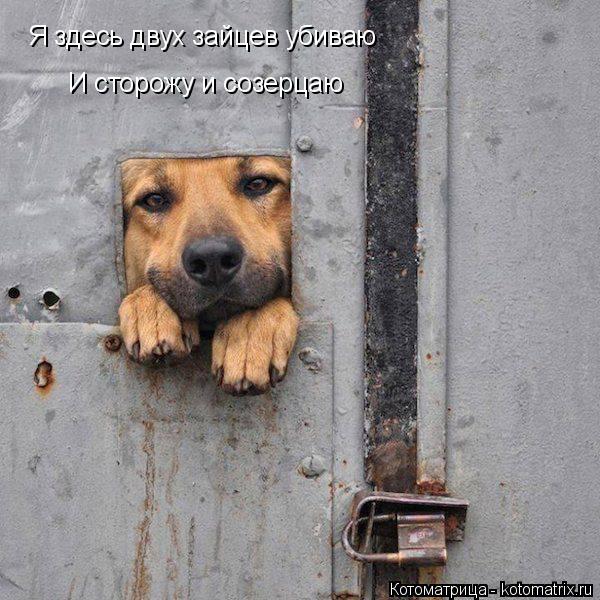 Я здесь двух зайцев убиваю И сторожу и созерцаю... Котоматрица: Я здесь двух зайцев убиваю И сторожу и созерцаю