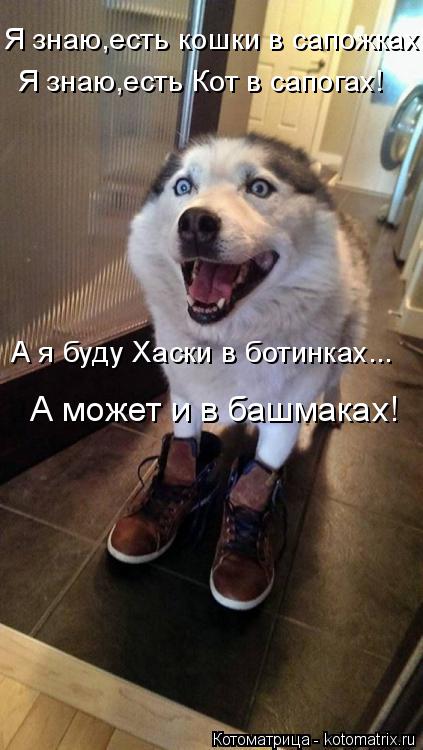 Котоматрица: Я знаю,есть кошки в сапожках! Я знаю,есть кошки в сапожках! Я знаю,есть Кот в сапогах! А я буду Хаски в ботинках... А может и в башмаках!