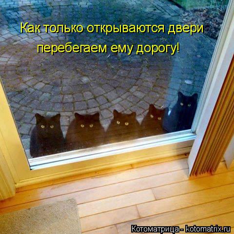 Котоматрица: Как только открываются двери перебегаем ему дорогу!