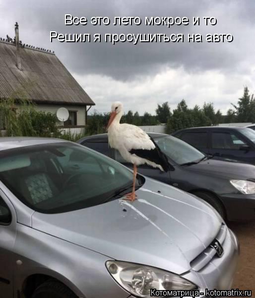 Все это лето мокрое и то Решил я просушиться на авто... Котоматрица: Все это лето мокрое и то Решил я просушиться на авто