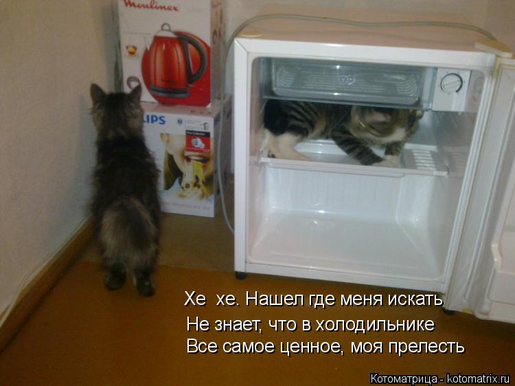 Котоматрица: Хе  хе. Нашел где меня искать Не знает, что в холодильнике Все самое ценное, моя прелесть