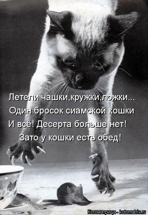Котоматрица: Летели чашки,кружки,ложки... Один бросок сиамской кошки И всё! Десерта больше нет! Зато у кошки есть обед!