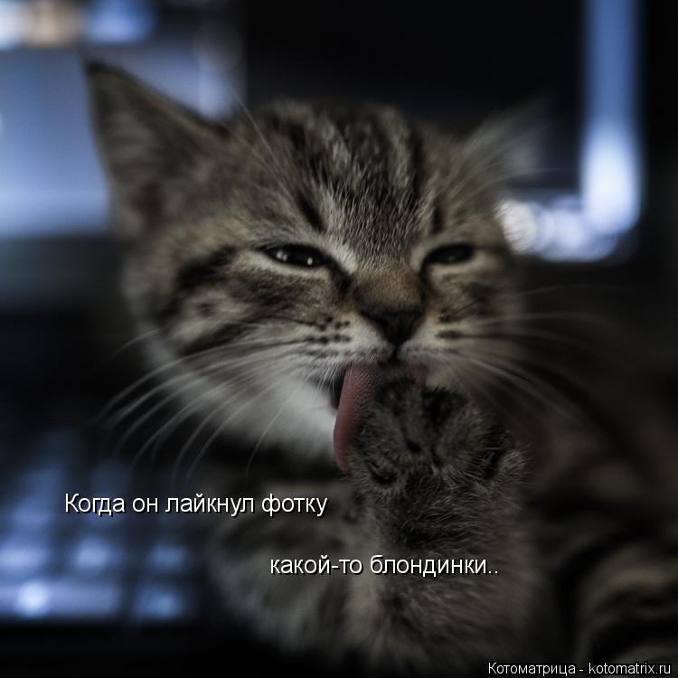 Котоматрица: Когда он лайкнул фотку  какой-то блондинки..