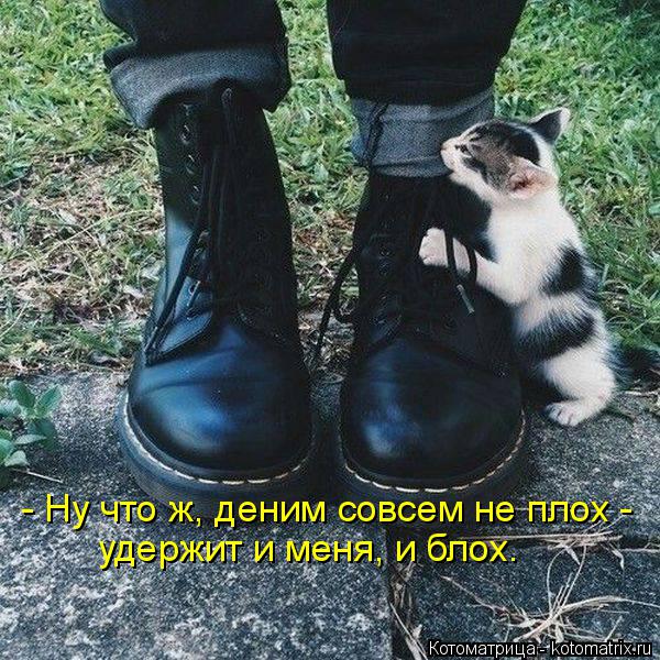 Котоматрица: - Ну что ж, деним совсем не плох - удержит и меня, и блох.