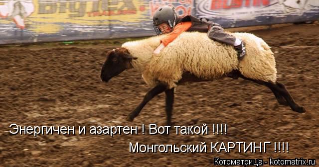 Котоматрица: Энергичен и азартен ! Вот такой !!!! Монгольский КАРТИНГ !!!!