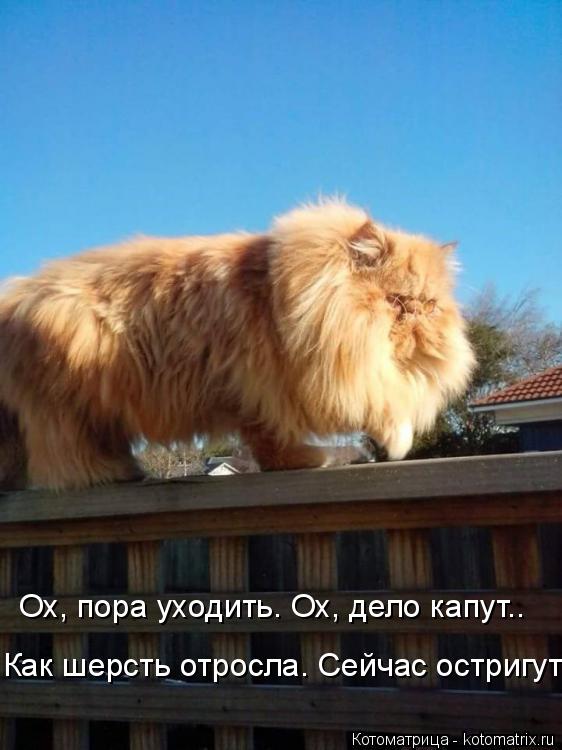 Котоматрица: Ох, пора уходить. Ох, дело капут.. Как шерсть отросла. Сейчас остригут....