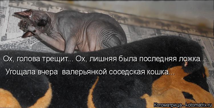 Котоматрица: Ох, голова трещит... Ох, лишняя была последняя ложка... Угощала вчера  валерьянкой соседская кошка...