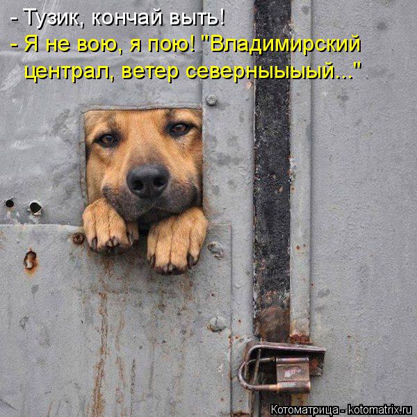 Котоматрица: - Тузик, кончай выть! - Я не вою, я пою! "Владимирский  централ, ветер северныыыый..."