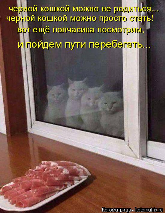 Котоматрица: черной кошкой можно не родиться... черной кошкой можно просто стать! вот ещё полчасика посмотрим, и пойдем пути перебегать...