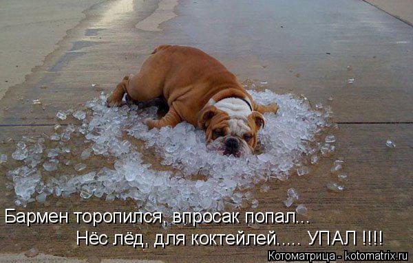 Котоматрица: Бармен торопился, впросак попал... Нёс лёд, для коктейлей..... УПАЛ !!!!