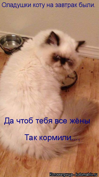 Оладушки коту на завтрак были. Да чтоб тебя все жёны Так кормили....... Котоматрица: Оладушки коту на завтрак были. Да чтоб тебя все жёны Так кормили....
