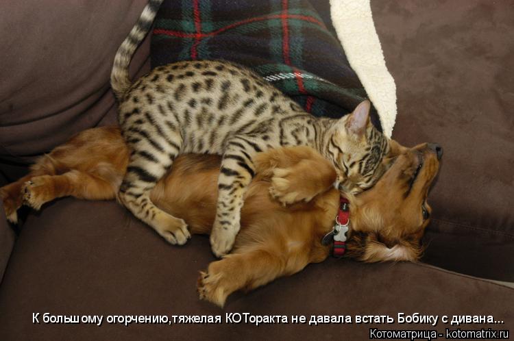 Котоматрица: К большому огорчению,тяжелая КОТоракта не давала встать Бобику с дивана...