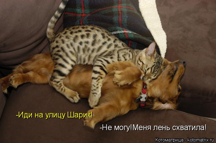 Котоматрица: -Иди на улицу Шарик! -Не могу!Меня лень схватила!