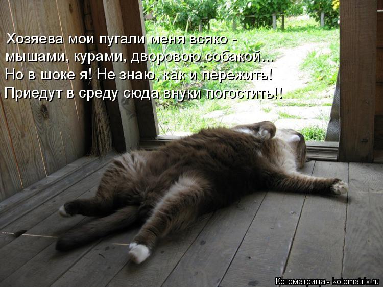 Котоматрица: Хозяева мои пугали меня всяко - мышами, курами, дворовою собакой... Но в шоке я! Не знаю, как и пережить! Приедут в среду сюда внуки погостить!!