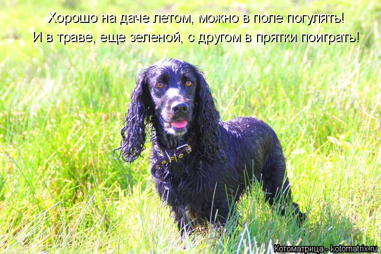 Котоматрица: Хорошо на даче летом, можно в поле погулять! И в траве, еще зеленой, с другом в прятки поиграть!