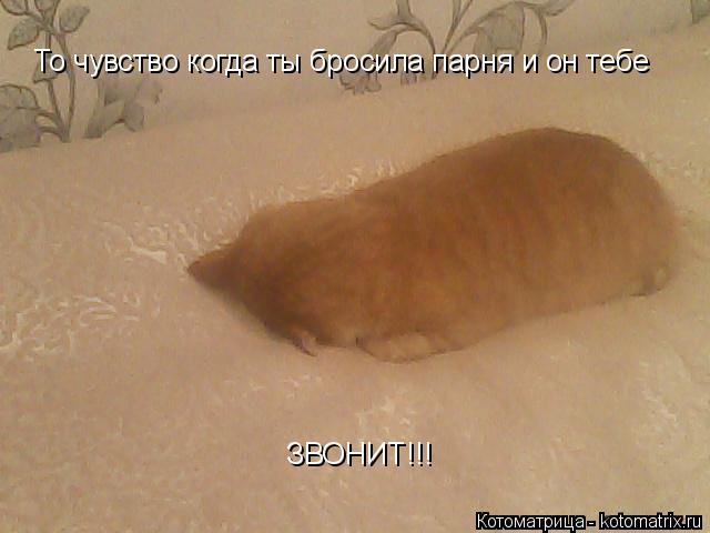 Котоматрица: То чувство когда ты бросила парня и он тебе ЗВОНИТ!!!