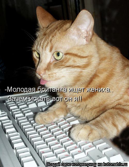 Котоматрица: -Молодая британка ищет жениха.. Зачем искать-вот он я!!
