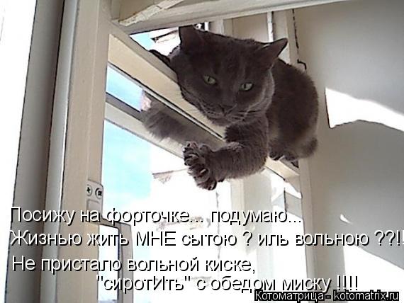 Котоматрица: Посижу на форточке... подумаю... Жизнью жить МНЕ сытою ? иль вольною ??!! Не пристало вольной киске,  "сиротИть" с обедом миску !!!!
