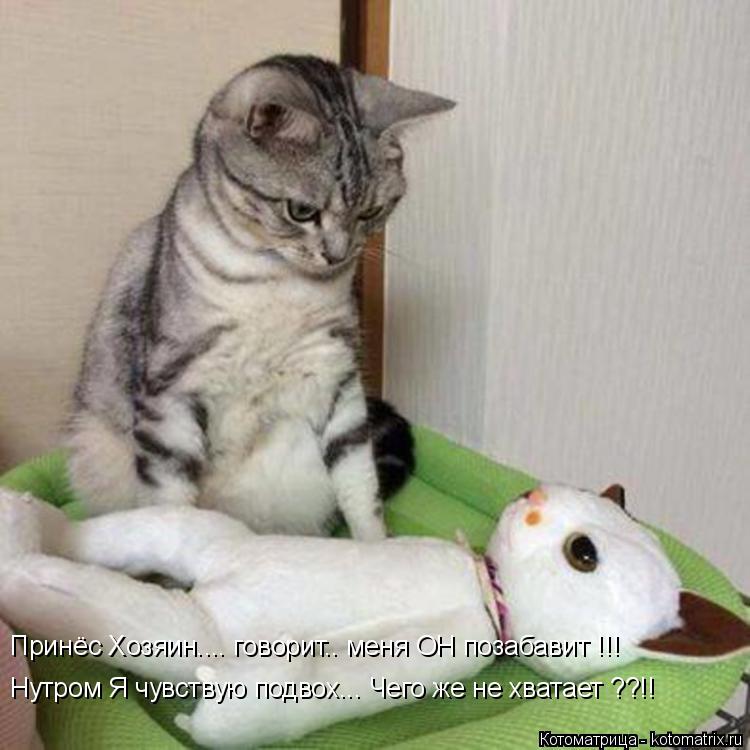 Котоматрица: Принёс Хозяин.... говорит.. меня ОН позабавит !!! Нутром Я чувствую подвох... Чего же не хватает ??!!