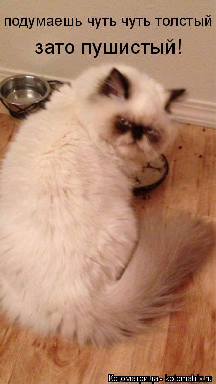 Котоматрица: подумаешь чуть чуть толстый зато пушистый!