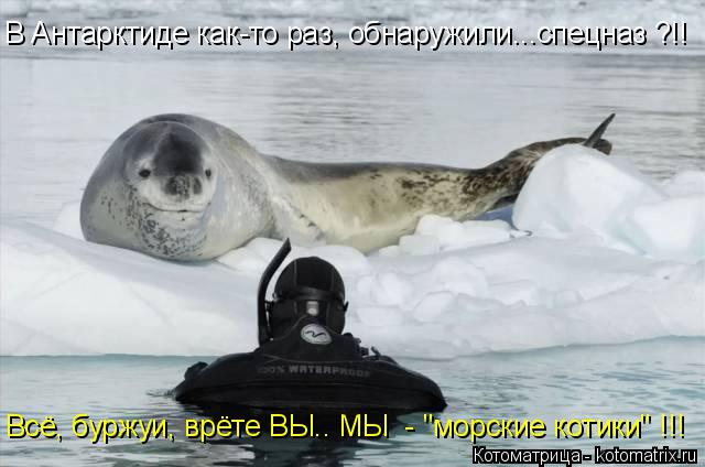 Котоматрица: В Антарктиде как-то раз, обнаружили...спецназ ?!! Всё, буржуи, врёте ВЫ.. МЫ  - "морские котики" !!!