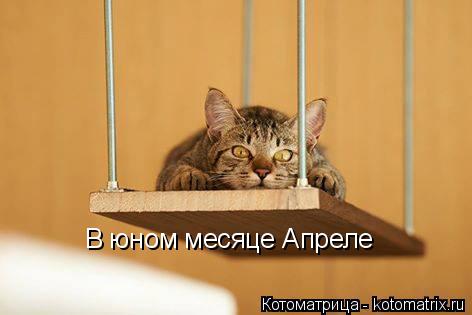 Котоматрица: В юном месяце Апреле