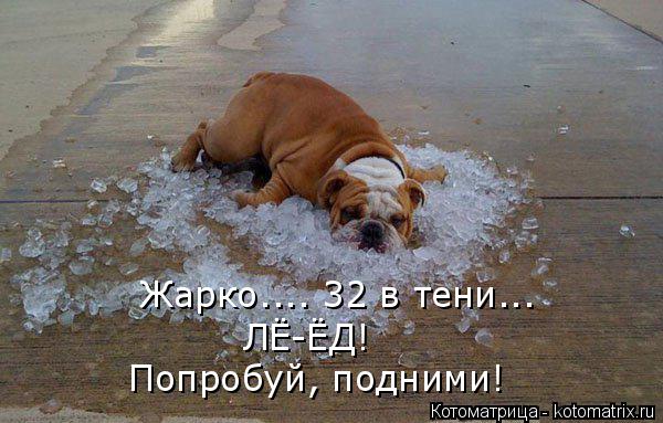 Котоматрица: Жарко.... 32 в тени... ЛЁ-ЁД! Попробуй, подними!