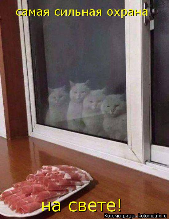 Котоматрица: самая сильная охрана на свете!